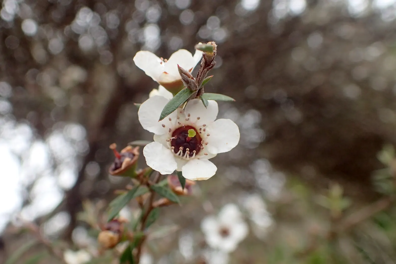 New Zealand Tea Tree, Manuka (Leptospermum Scoparium) — which often draws pollinators to the garden.<br><br>Adaptable to a range of soil types; manuka thrives