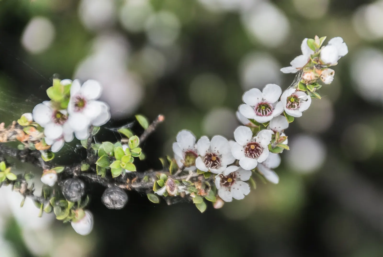 New Zealand Tea Tree, Manuka (Leptospermum Scoparium) — as bees use its flowers to produce the highly regarded Manuka honey; ensuring enough space, image 66