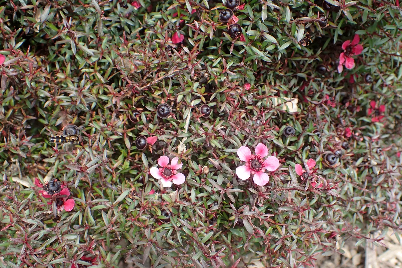 New Zealand Tea Tree, Manuka (Leptospermum Scoparium) — though regular watering during dry spells promotes optimal health and flowering; indigenous, image 64