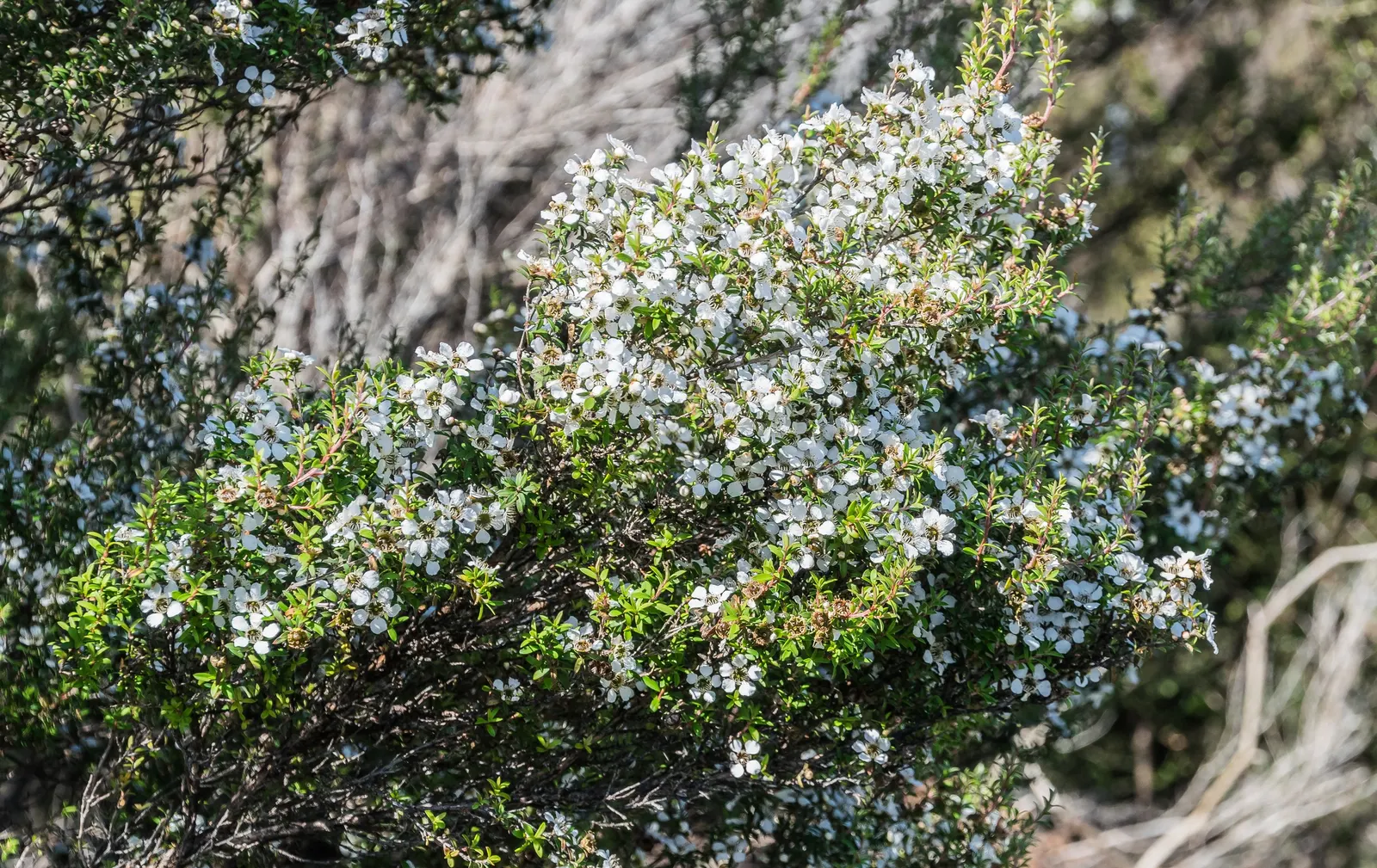 New Zealand Tea Tree, Manuka (Leptospermum Scoparium) — the Tea Tree is drought-tolerant; is an evergreen shrub reaching up to 16 feet tall, image 63