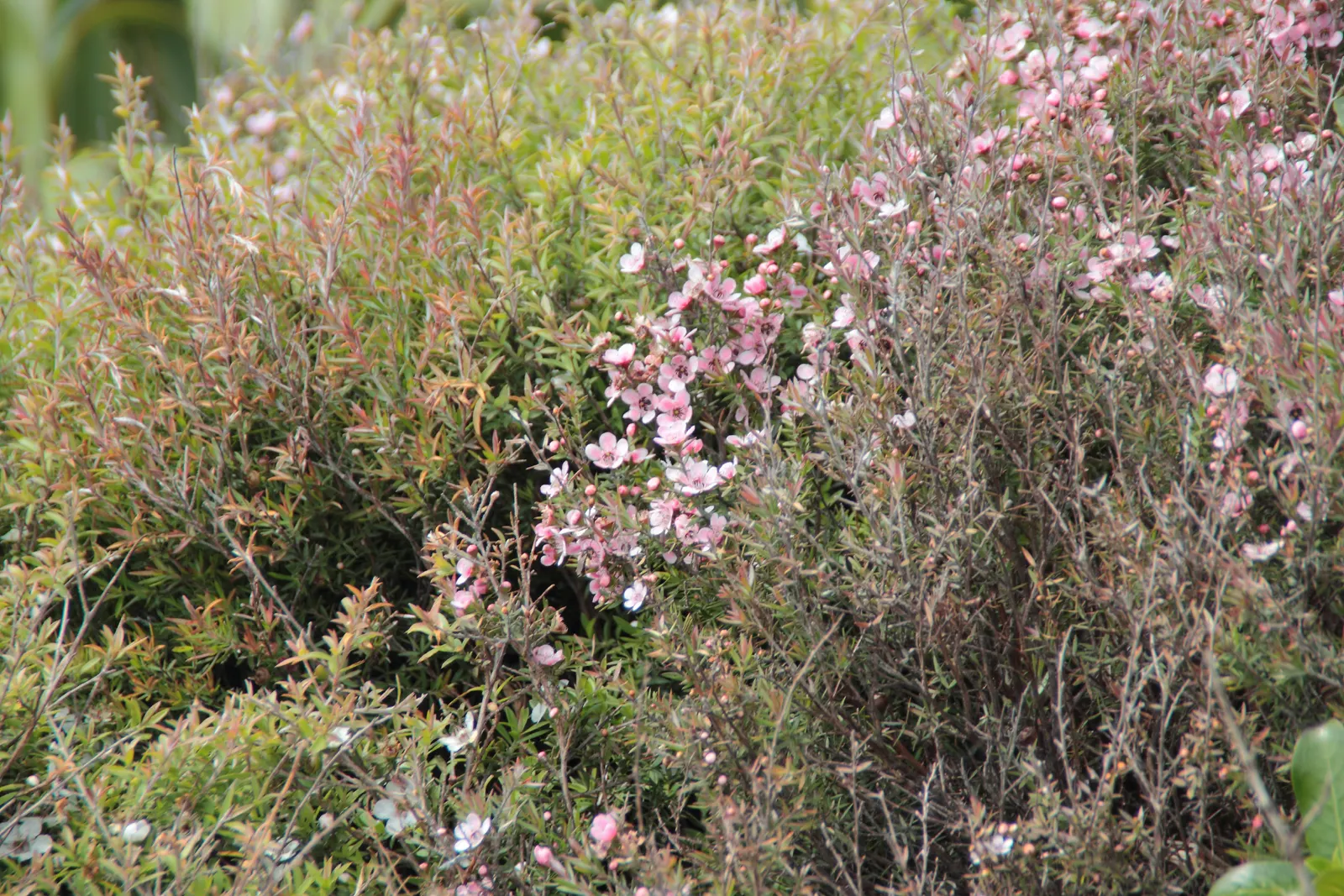 New Zealand Tea Tree, Manuka (Leptospermum Scoparium) — durable presence to landscapes; though it can tolerate partial shade, image 98