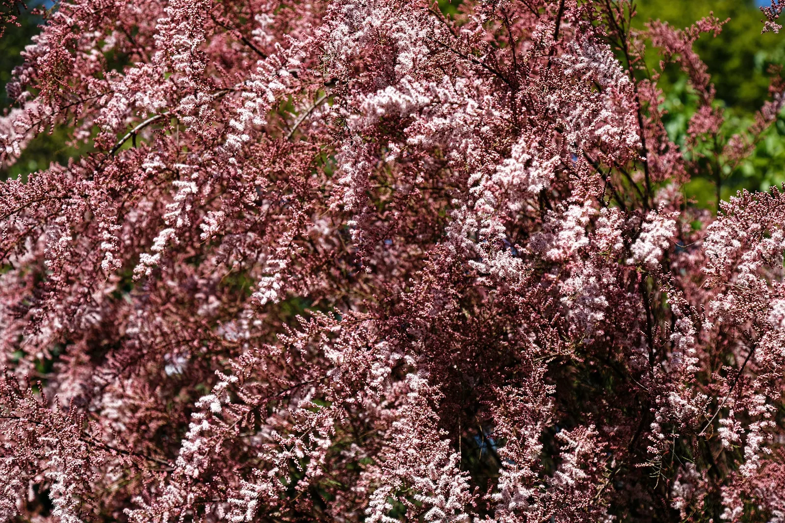 New Zealand Tea Tree, Manuka (Leptospermum Scoparium) — enabling it to serve as a stunning focal point or an elegant privacy screen; this tea tree, image 57