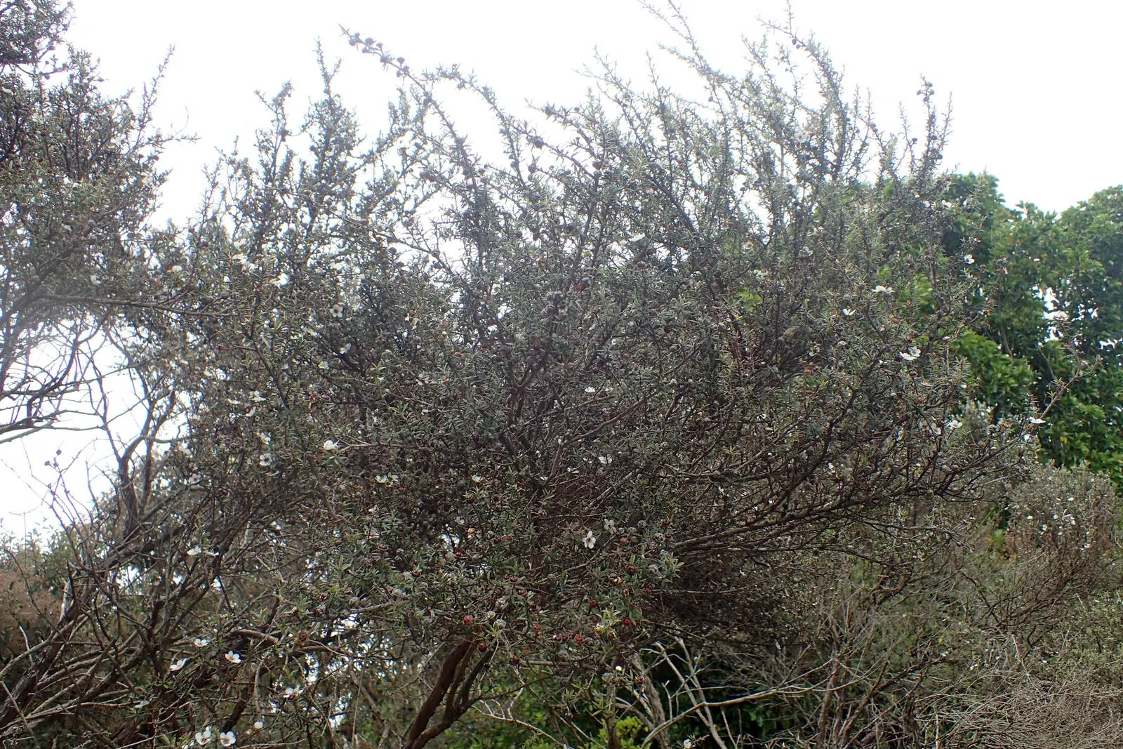 New Zealand Tea Tree, Manuka (Leptospermum Scoparium) — Indigenous to New Zealand; known scientifically as Leptospermum scoparium and colloquially as Manuka