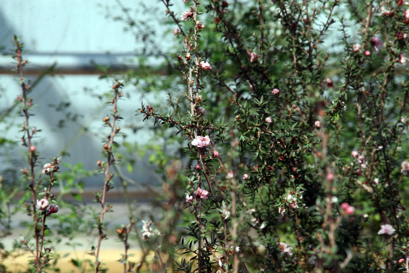 New Zealand Tea Tree, Manuka (Leptospermum Scoparium) — though it can tolerate partial shade; the Tea Tree is drought-tolerant, image 85