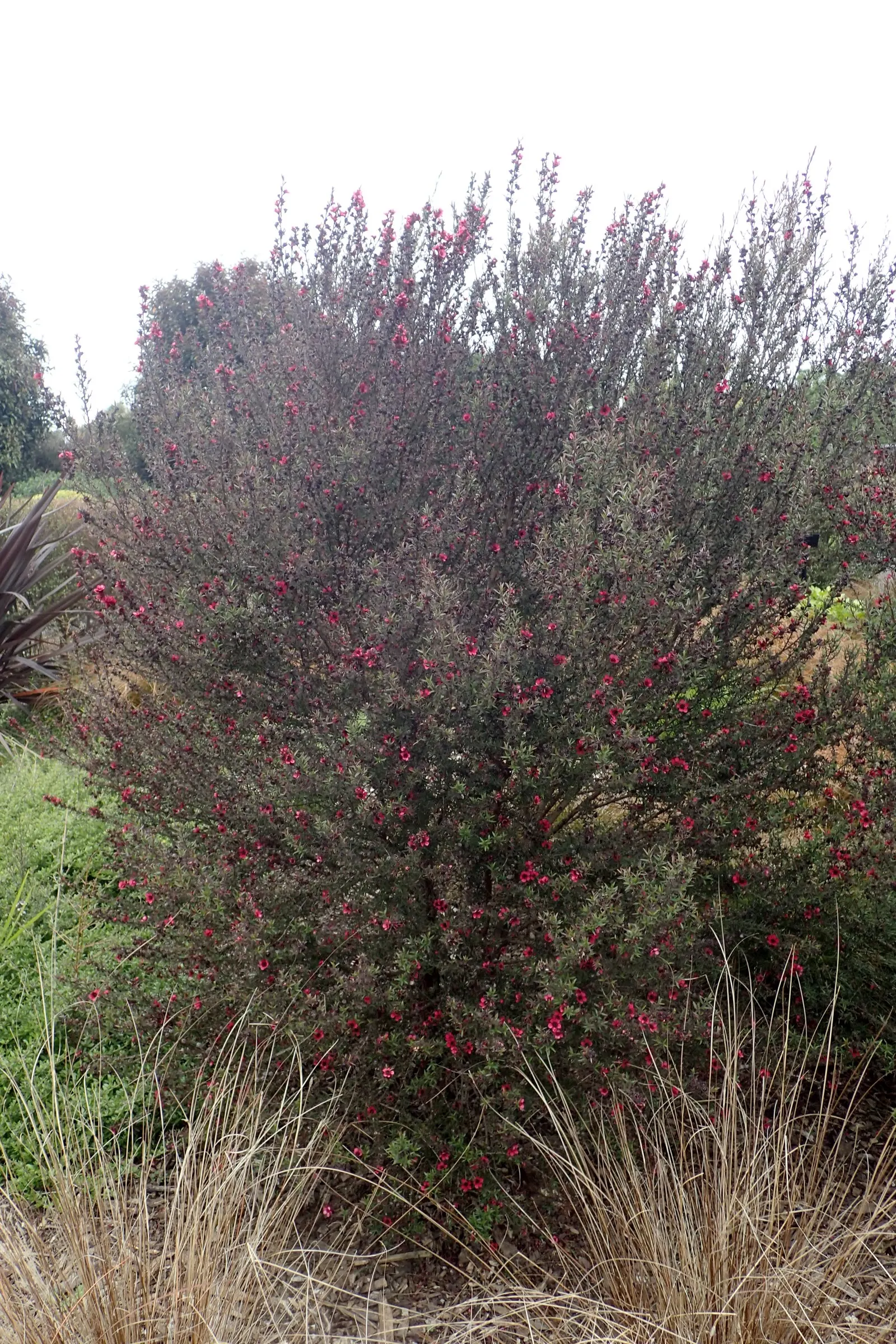 New Zealand Tea Tree, Manuka (Leptospermum Scoparium) — The plant's blossoms appear in late spring and early summer, image 104