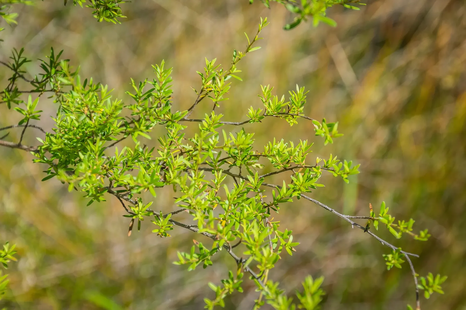 New Zealand Tea Tree, Manuka (Leptospermum Scoparium) — needle-like foliage and a profusion of delicate blossoms that can enhance any garden, image 78