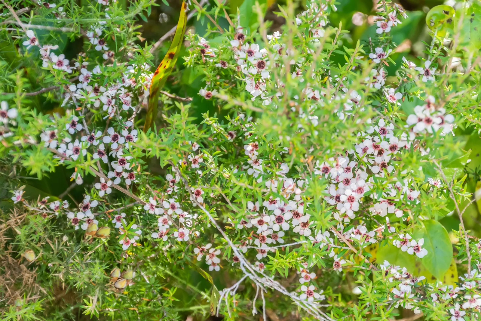 New Zealand Tea Tree, Manuka (Leptospermum Scoparium) — Manuka thrives in well-drained soil and full sun, proving hardy to 20&deg;F; though regular, image 72