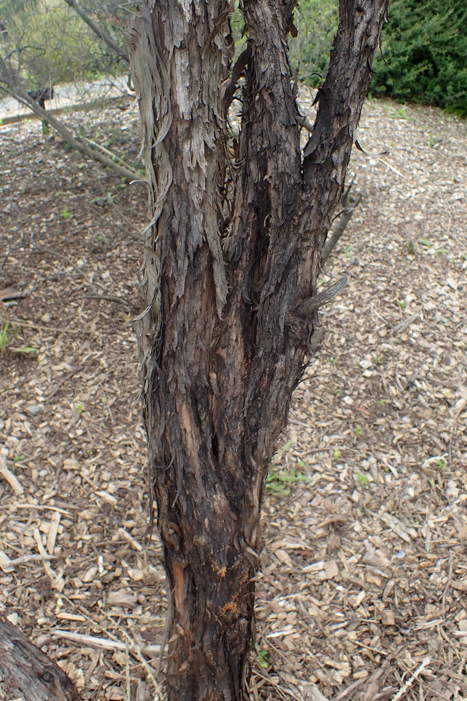 New Zealand Tea Tree, Manuka (Leptospermum Scoparium) — Manuka does prefer well-draining ground and thrives in full sunlight; <br><br>Manuka typically ranges