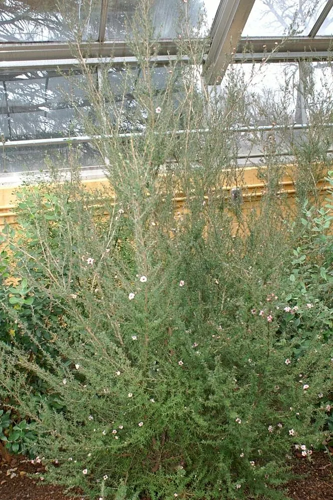 New Zealand Tea Tree, Manuka (Leptospermum Scoparium) — as bees use its flowers to produce the highly regarded Manuka honey; ensuring enough space, image 89