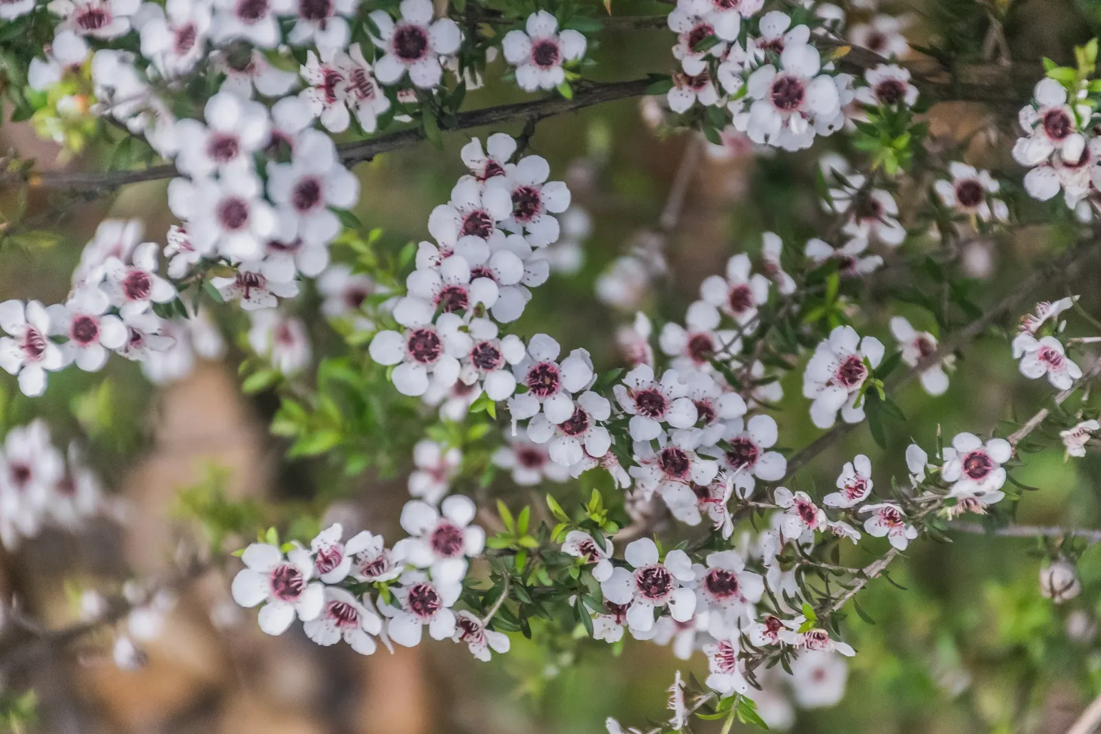 New Zealand Tea Tree, Manuka (Leptospermum Scoparium) — enabling it to serve as a stunning focal point or an elegant privacy screen; this tea tree, image 80