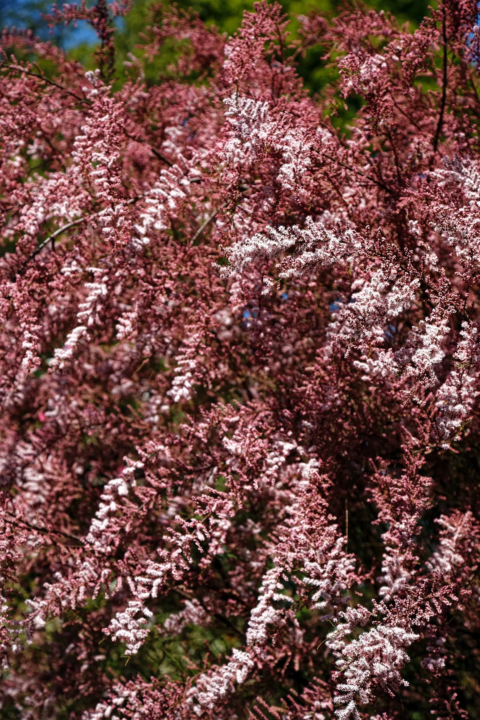 New Zealand Tea Tree, Manuka (Leptospermum Scoparium) — is an evergreen shrub reaching up to 16 feet tall; ideal for hedges or as a specimen, image 47
