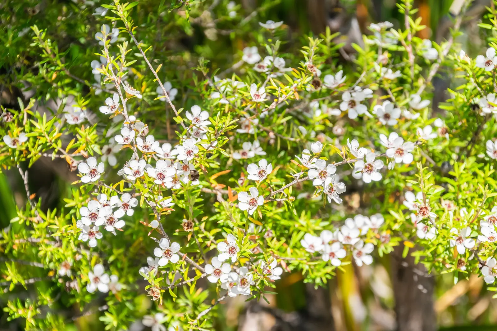 New Zealand Tea Tree, Manuka (Leptospermum Scoparium) — the Tea Tree is drought-tolerant; is an evergreen shrub reaching up to 16 feet tall, image 86