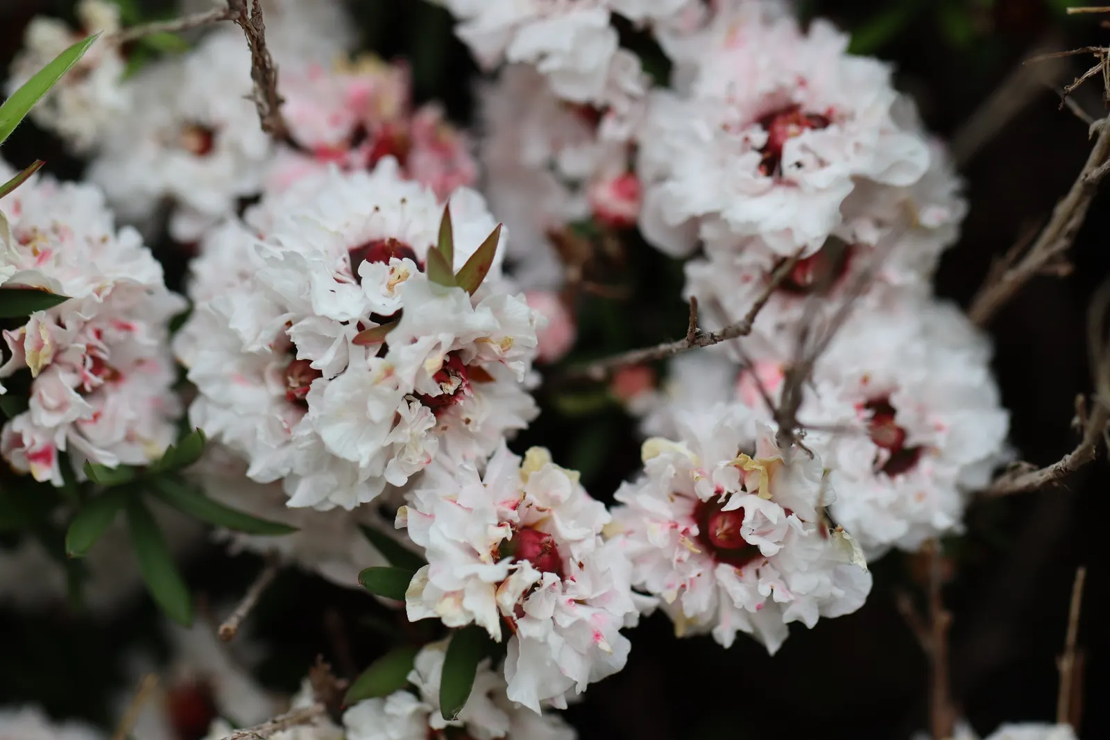 New Zealand Tea Tree, Manuka (Leptospermum Scoparium) — Indigenous to New Zealand