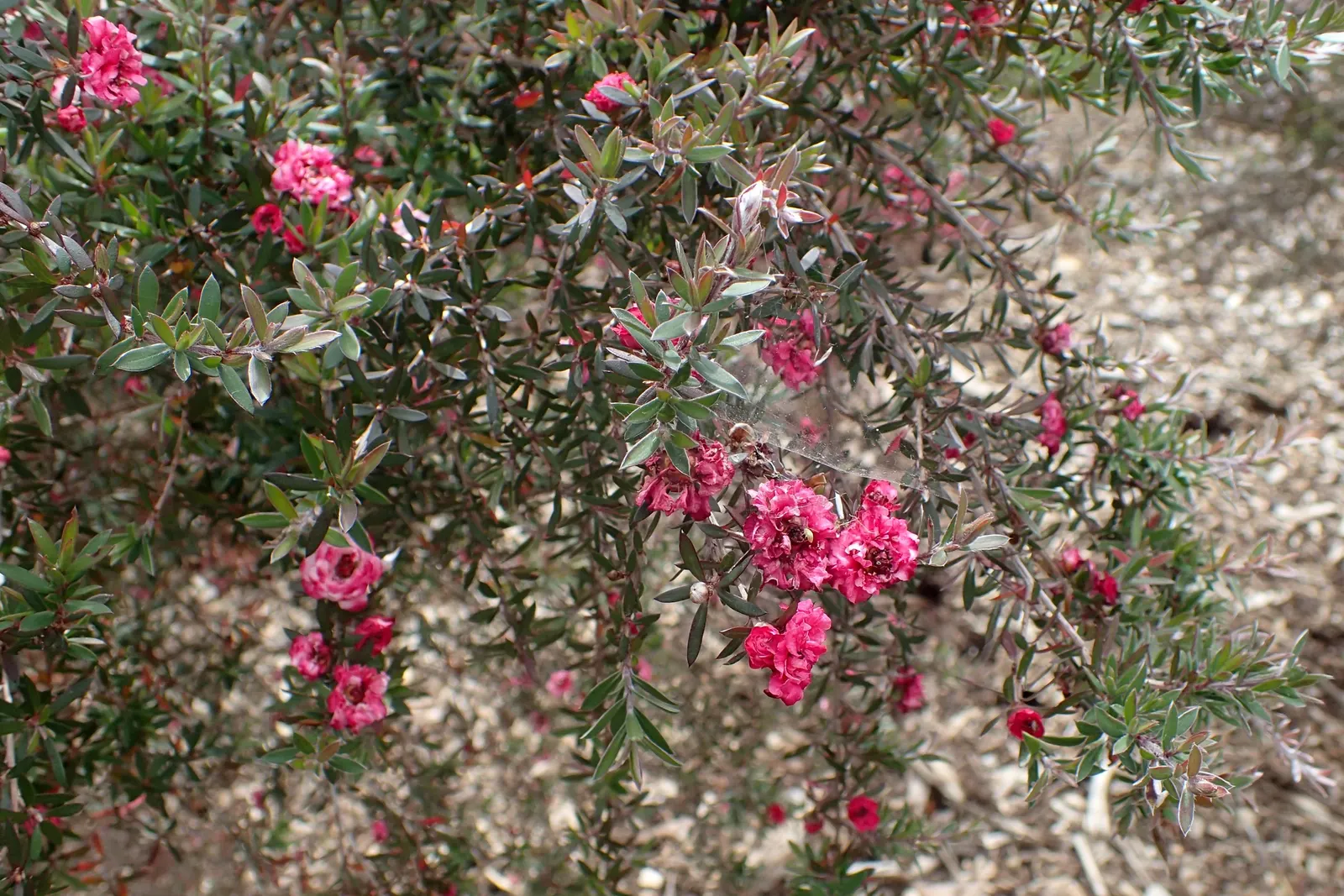 New Zealand Tea Tree, Manuka (Leptospermum Scoparium) — this tea tree requires minimal water once established and adds a distinct