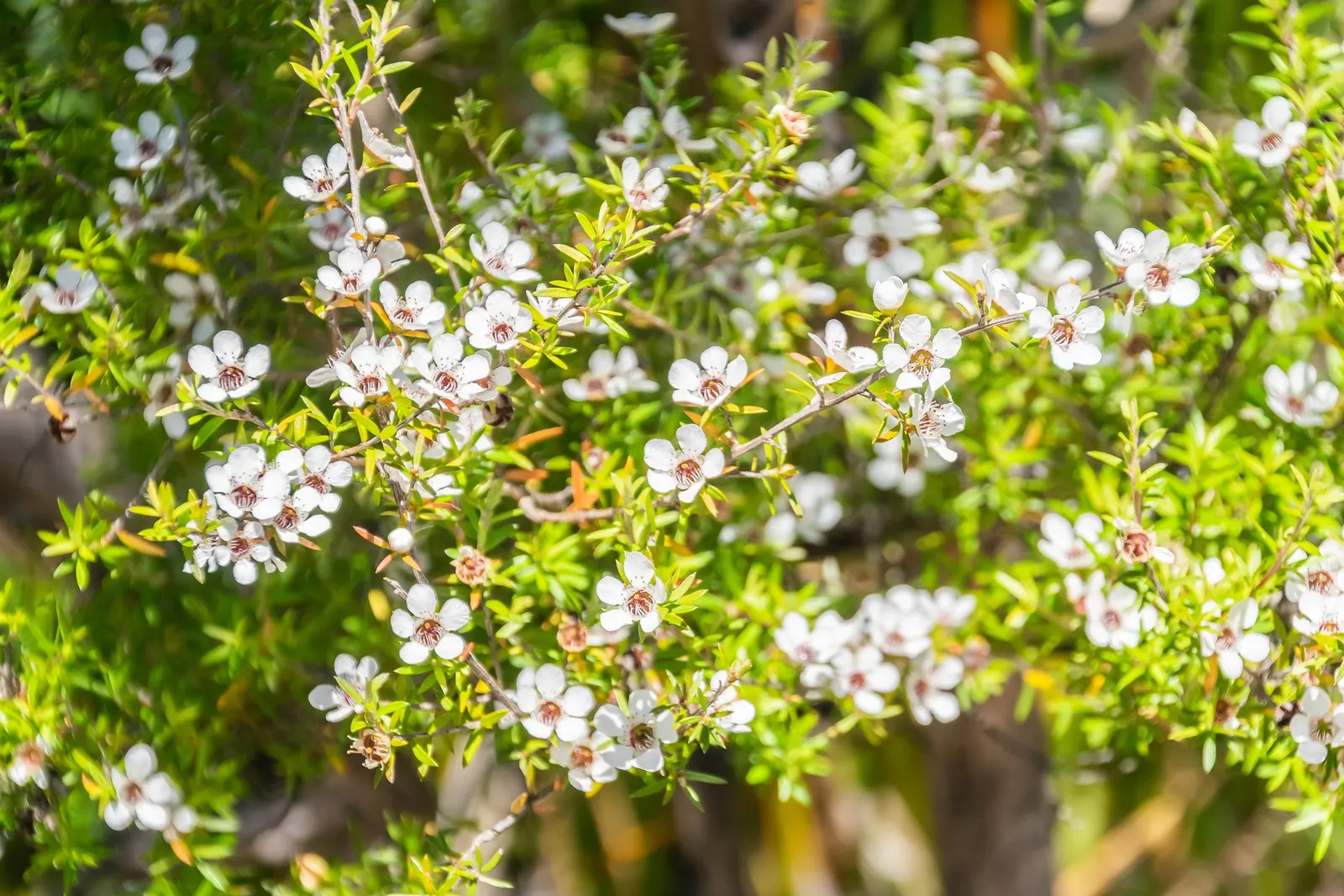 New Zealand Tea Tree, Manuka (Leptospermum Scoparium) — Manuka thrives in well-drained soil and full sun, proving hardy to 20&deg;F; though regular, image 49