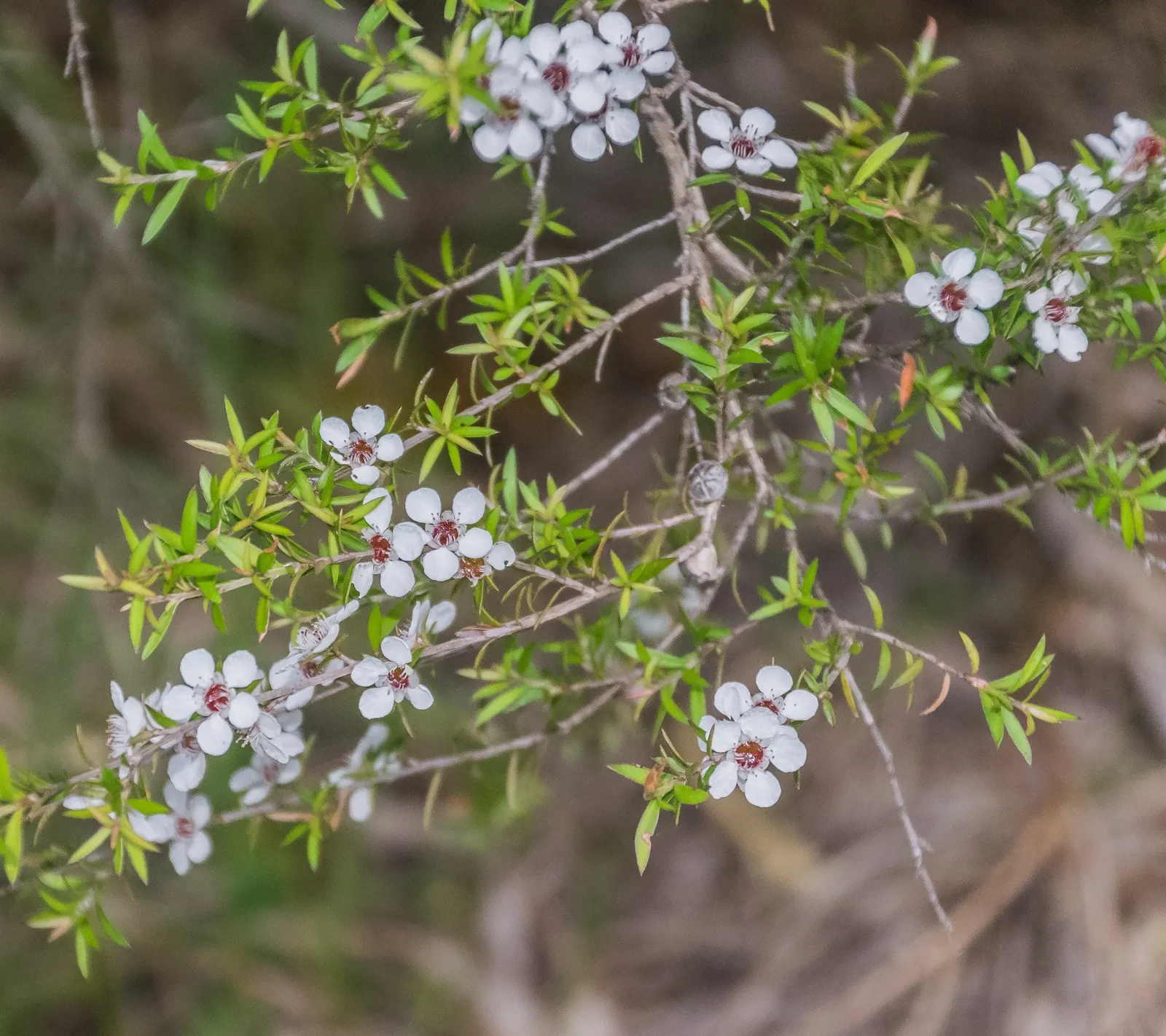 New Zealand Tea Tree, Manuka (Leptospermum Scoparium) — Manuka serves a notable role in apiculture