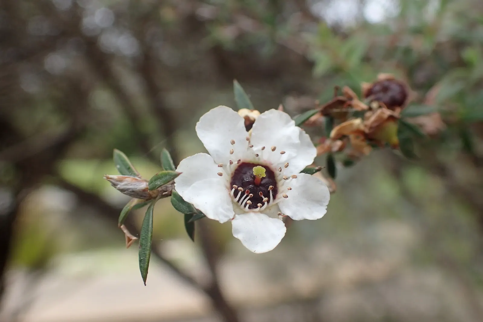 New Zealand Tea Tree, Manuka (Leptospermum Scoparium) — though regular watering during dry spells promotes optimal health and flowering; indigenous to New