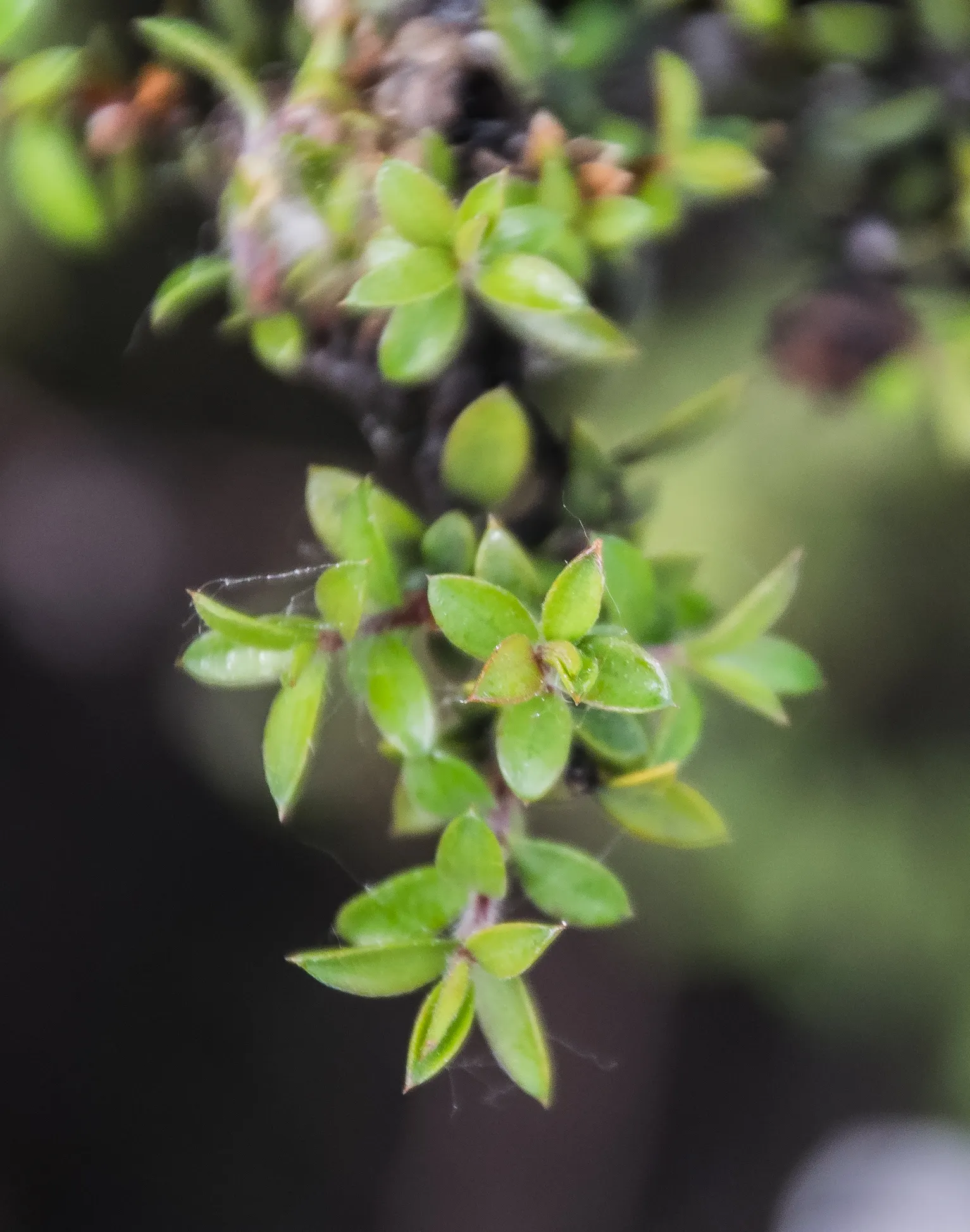 New Zealand Tea Tree, Manuka (Leptospermum Scoparium) — this tea tree requires minimal water once established and adds a distinct; needle-like, image 51
