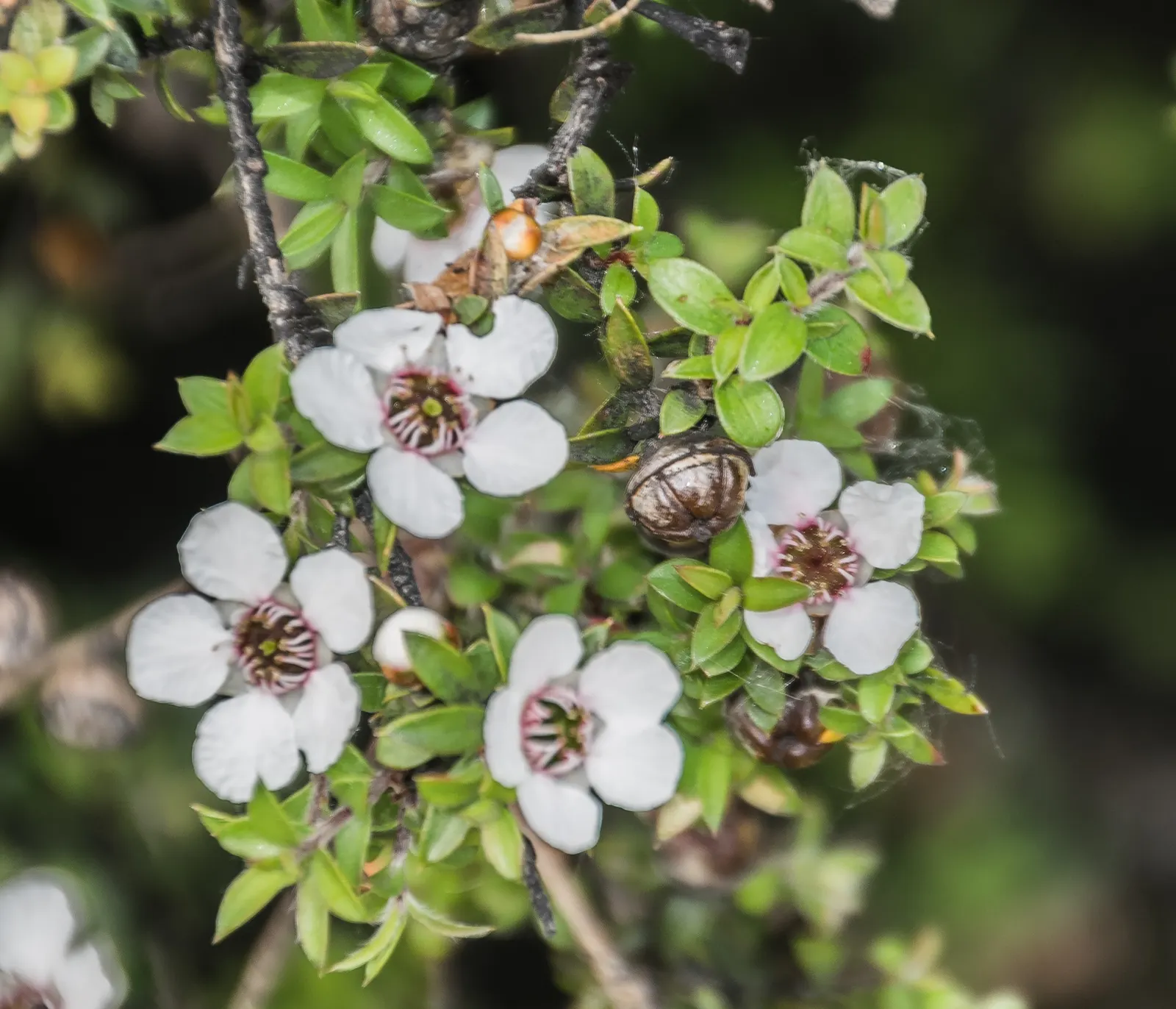 New Zealand Tea Tree, Manuka (Leptospermum Scoparium) — durable presence to landscapes