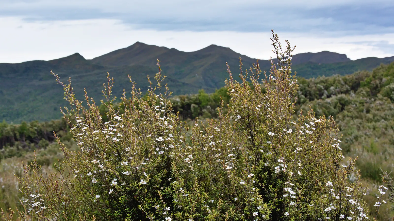 New Zealand Tea Tree, Manuka (Leptospermum Scoparium) — known scientifically as Leptospermum scoparium and colloquially as Manuka; shrub for full or half