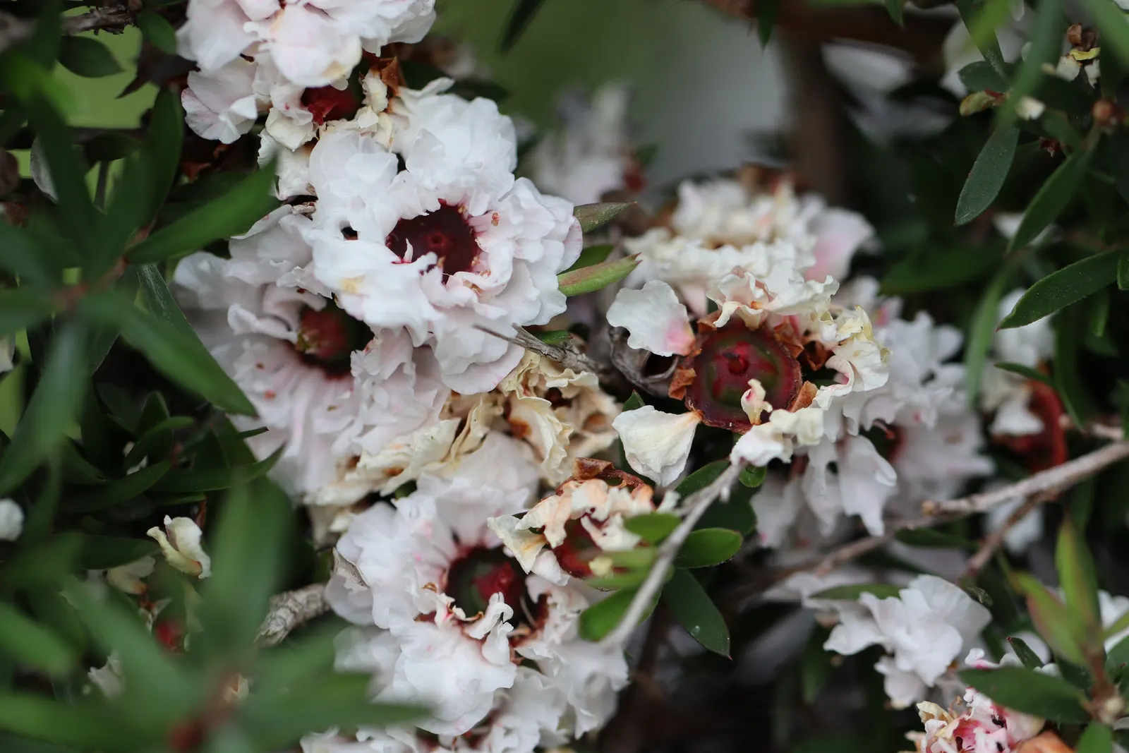 New Zealand Tea Tree, Manuka (Leptospermum Scoparium) — It boasts dense, needle-like leaves and spring blossoms in white or pink; enabling it to, image 94