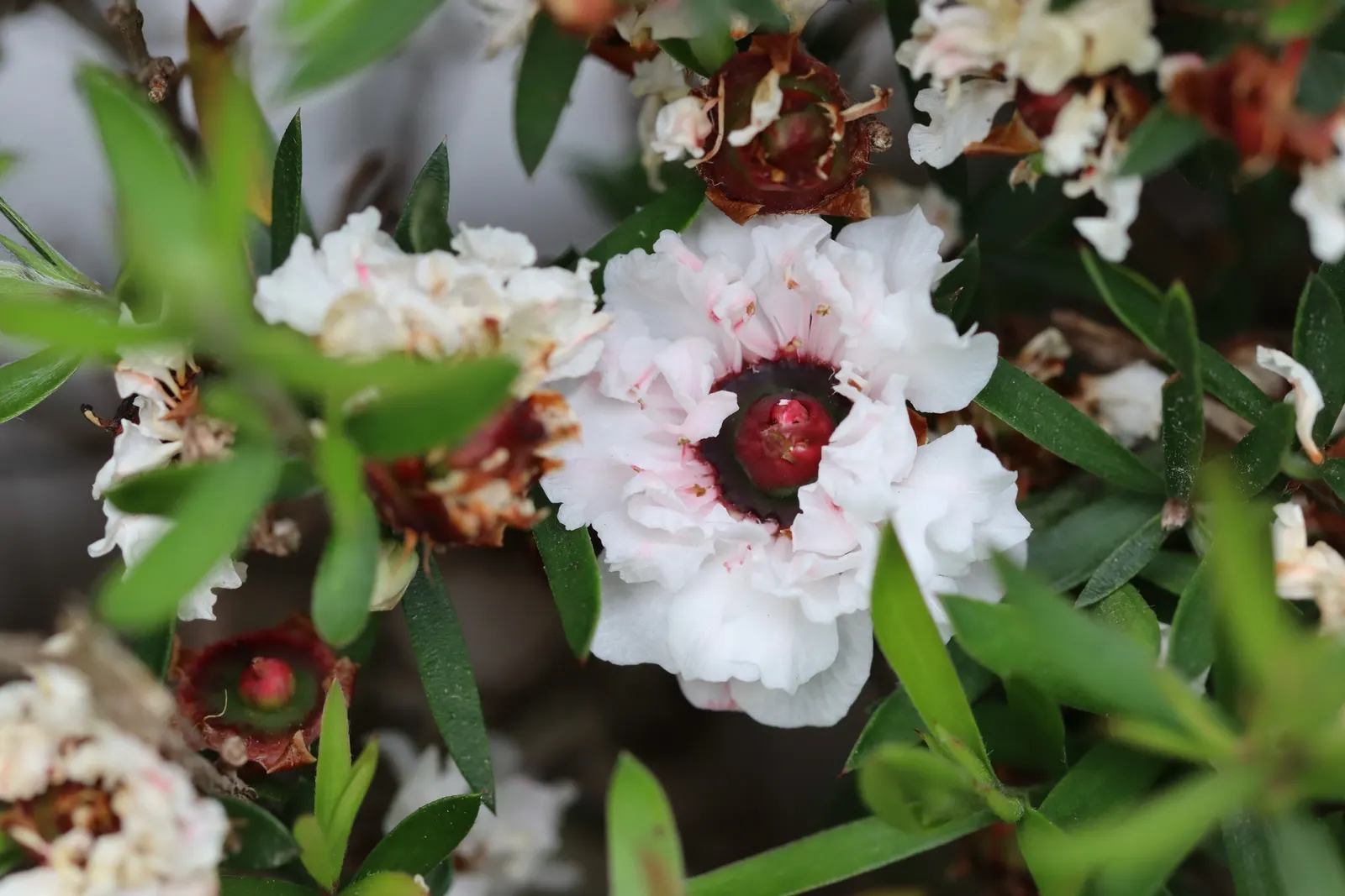 New Zealand Tea Tree, Manuka (Leptospermum Scoparium) — Indigenous to New Zealand; known scientifically as Leptospermum scoparium and colloquially, image 100