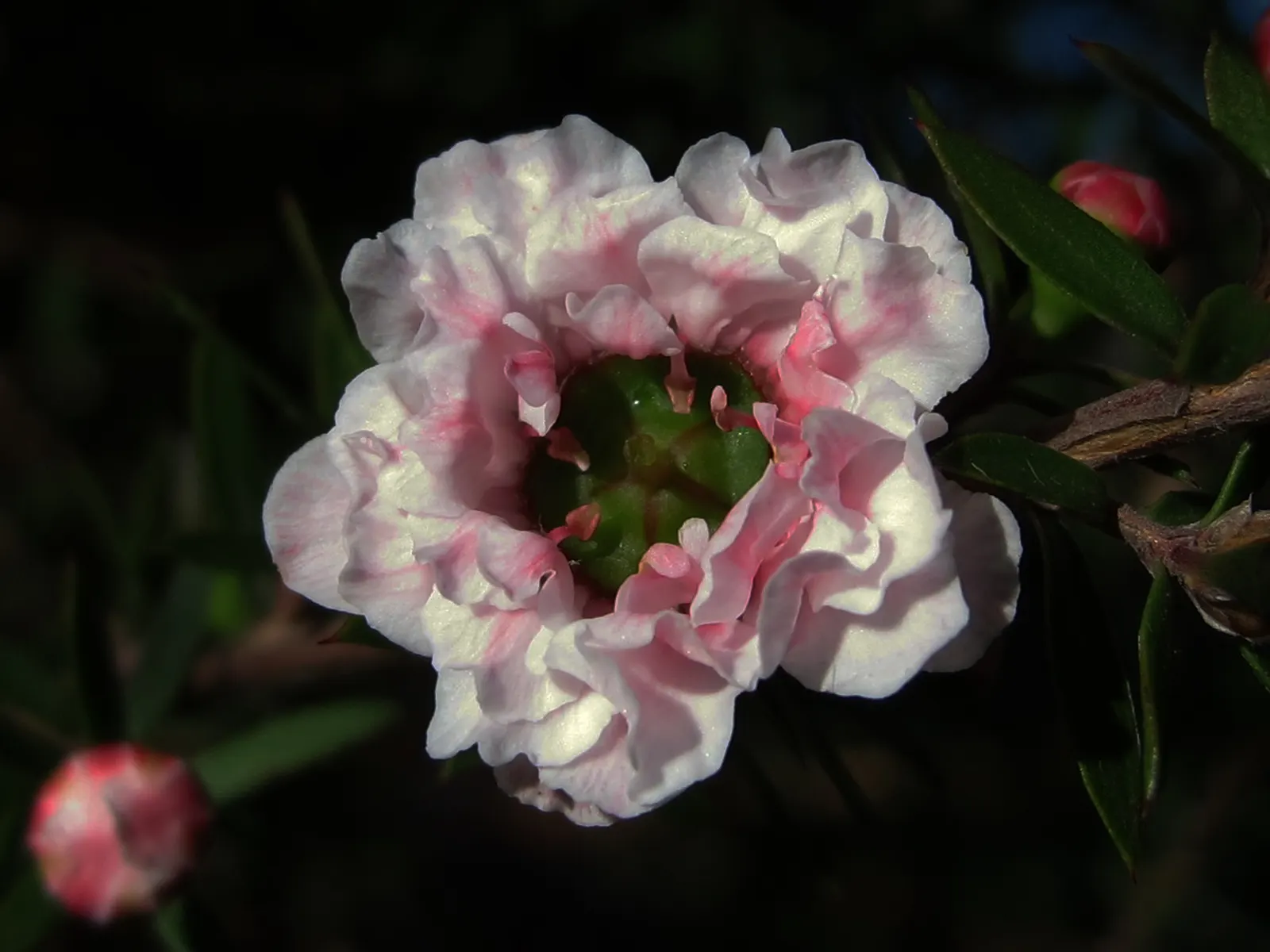 New Zealand Tea Tree, Manuka (Leptospermum Scoparium) — Manuka serves a notable role in apiculture; manuka does prefer well-draining ground and, image 88
