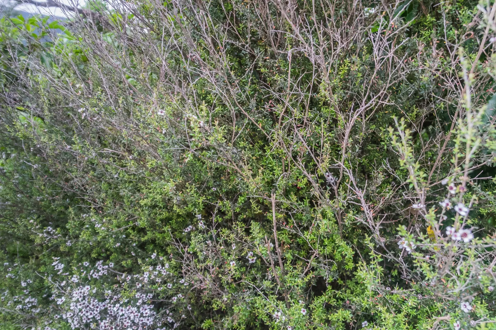 New Zealand Tea Tree, Manuka (Leptospermum Scoparium) — The plant's blossoms appear in late spring and early summer