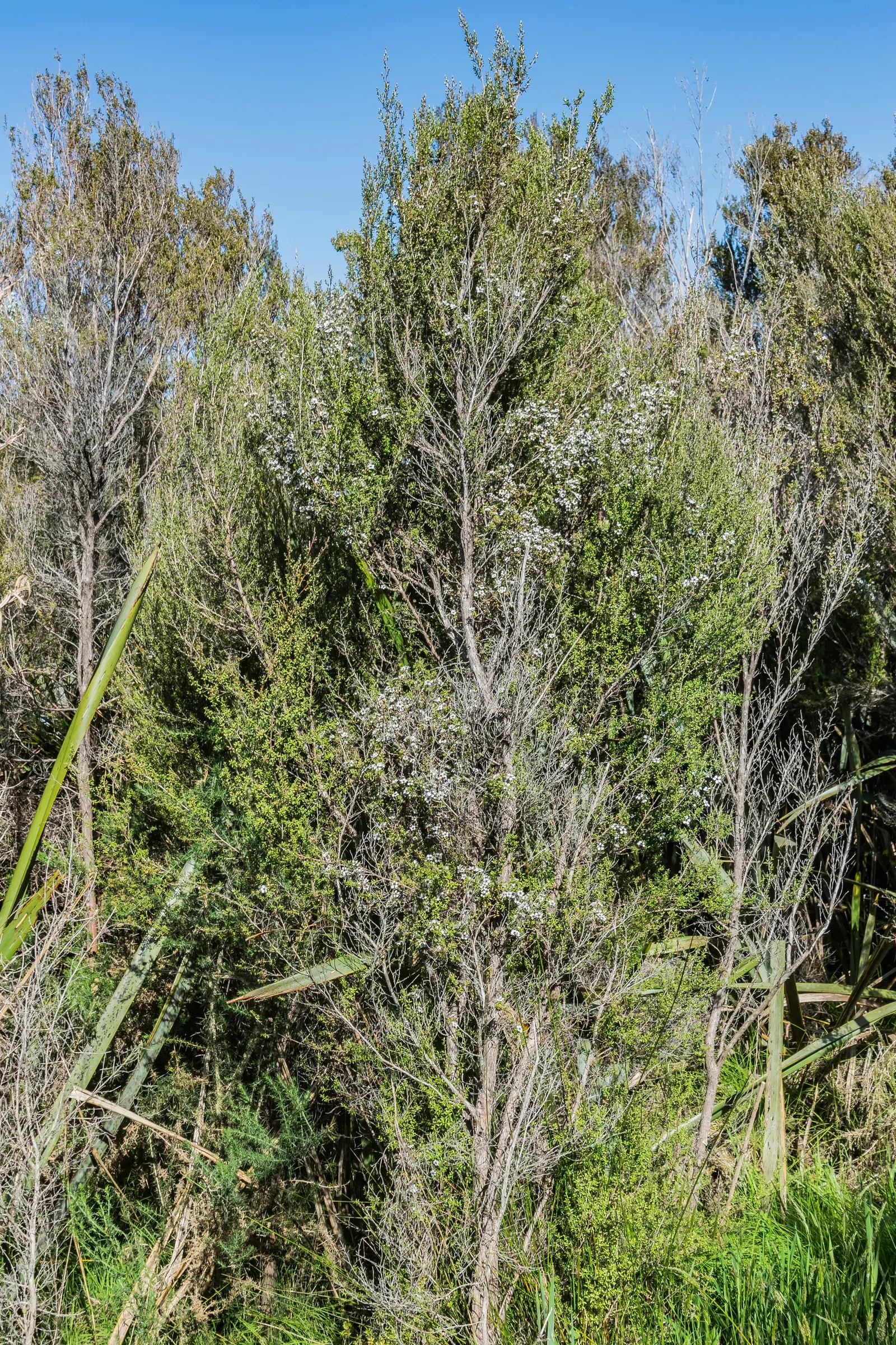 New Zealand Tea Tree, Manuka (Leptospermum Scoparium) — <br><br>Manuka typically ranges in height from 6.5 to 16 feet with a spread of 4 to 10 feet; consider