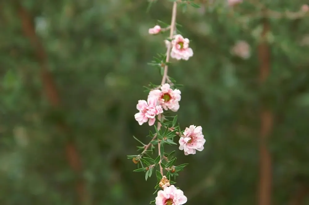 New Zealand Tea Tree, Manuka (Leptospermum Scoparium) — shrub for full or half; as bees use its flowers to produce the highly regarded Manuka honey, image 69
