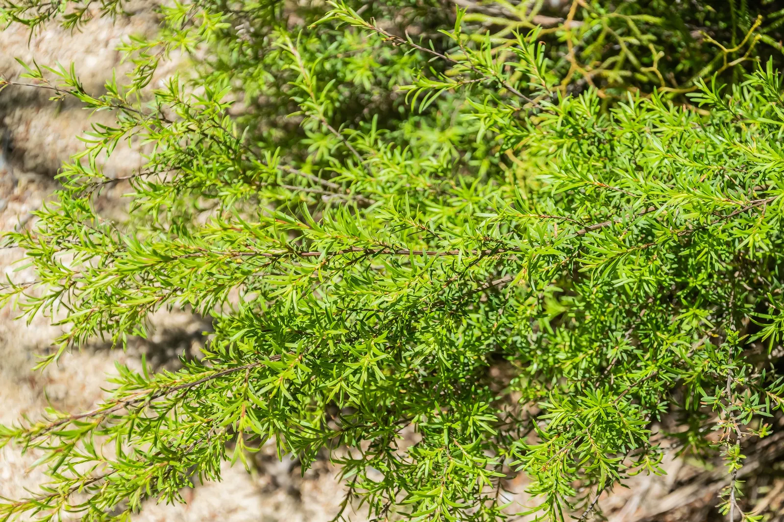 New Zealand Tea Tree, Manuka (Leptospermum Scoparium) — consider its eventual size and seasonal requirements; durable presence to landscapes