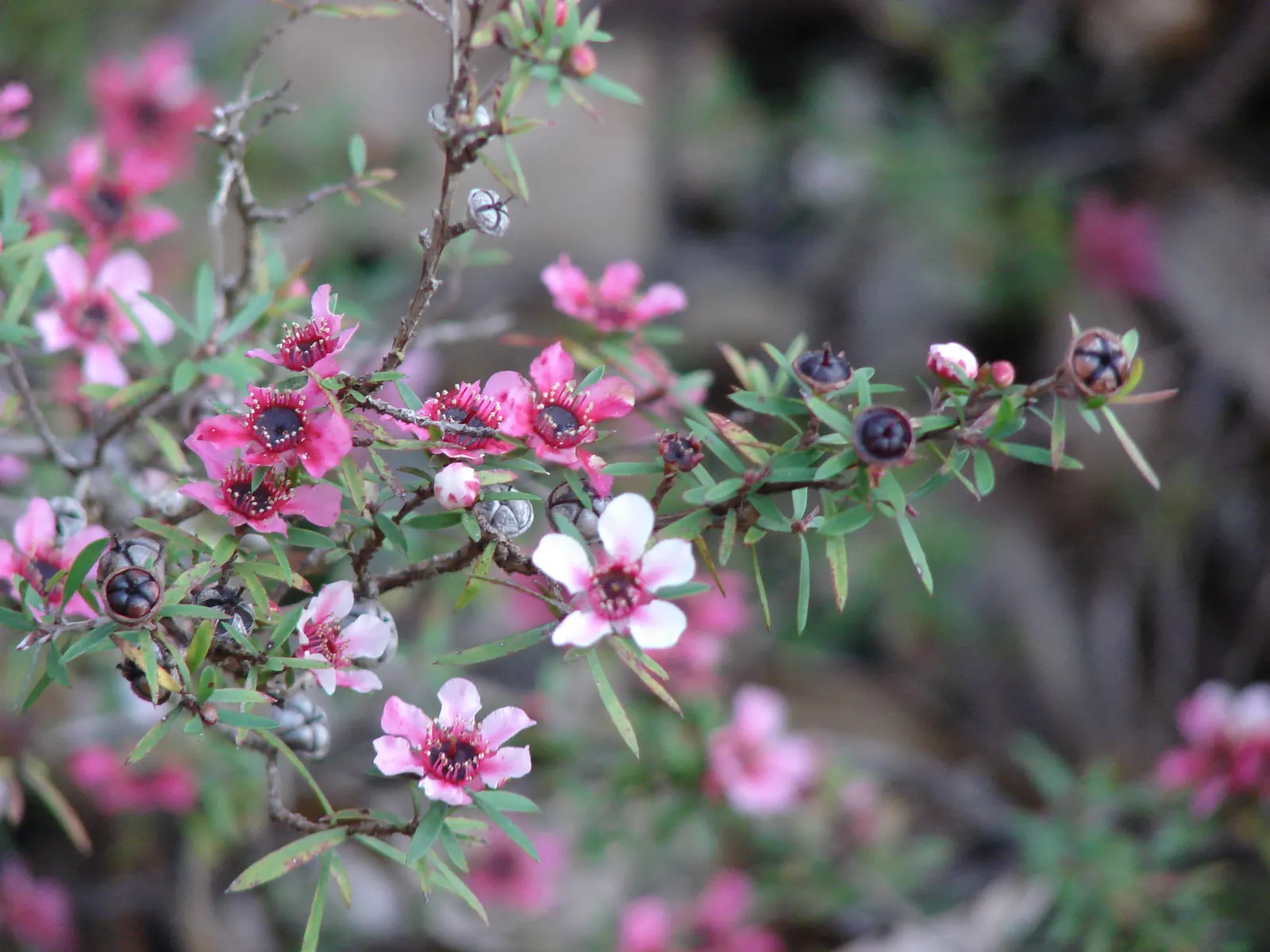 New Zealand Tea Tree, Manuka (Leptospermum Scoparium) — though it can tolerate partial shade