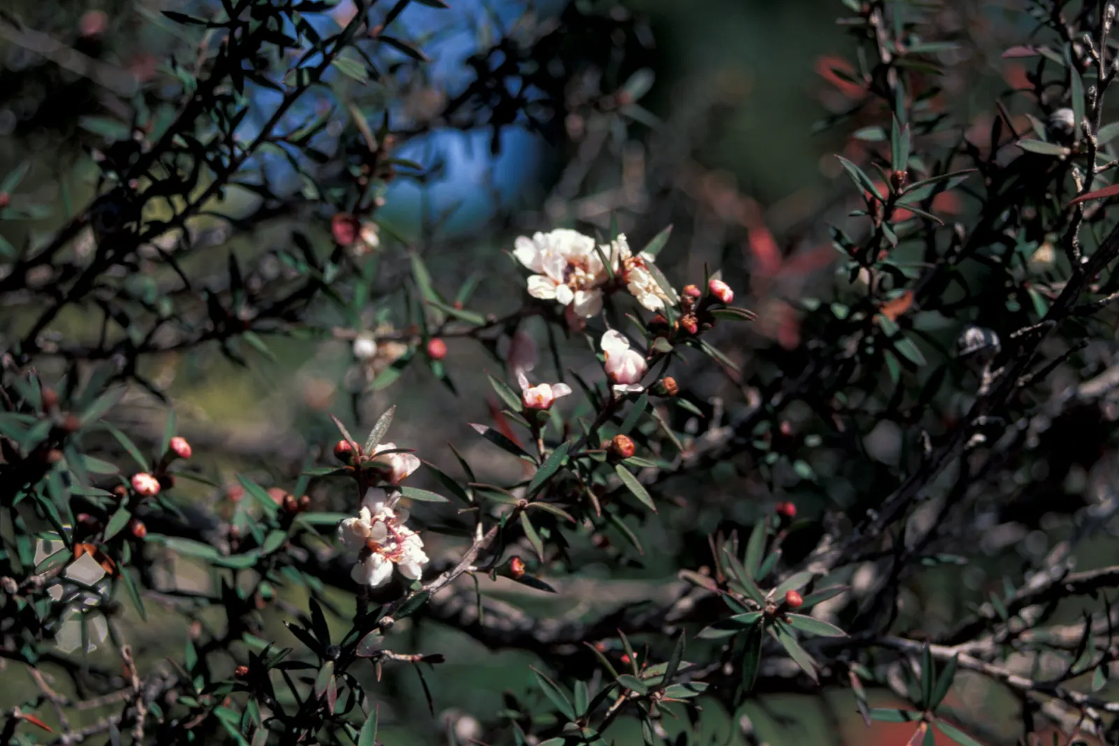 New Zealand Tea Tree, Manuka (Leptospermum Scoparium) — is an evergreen shrub reaching up to 16 feet tall