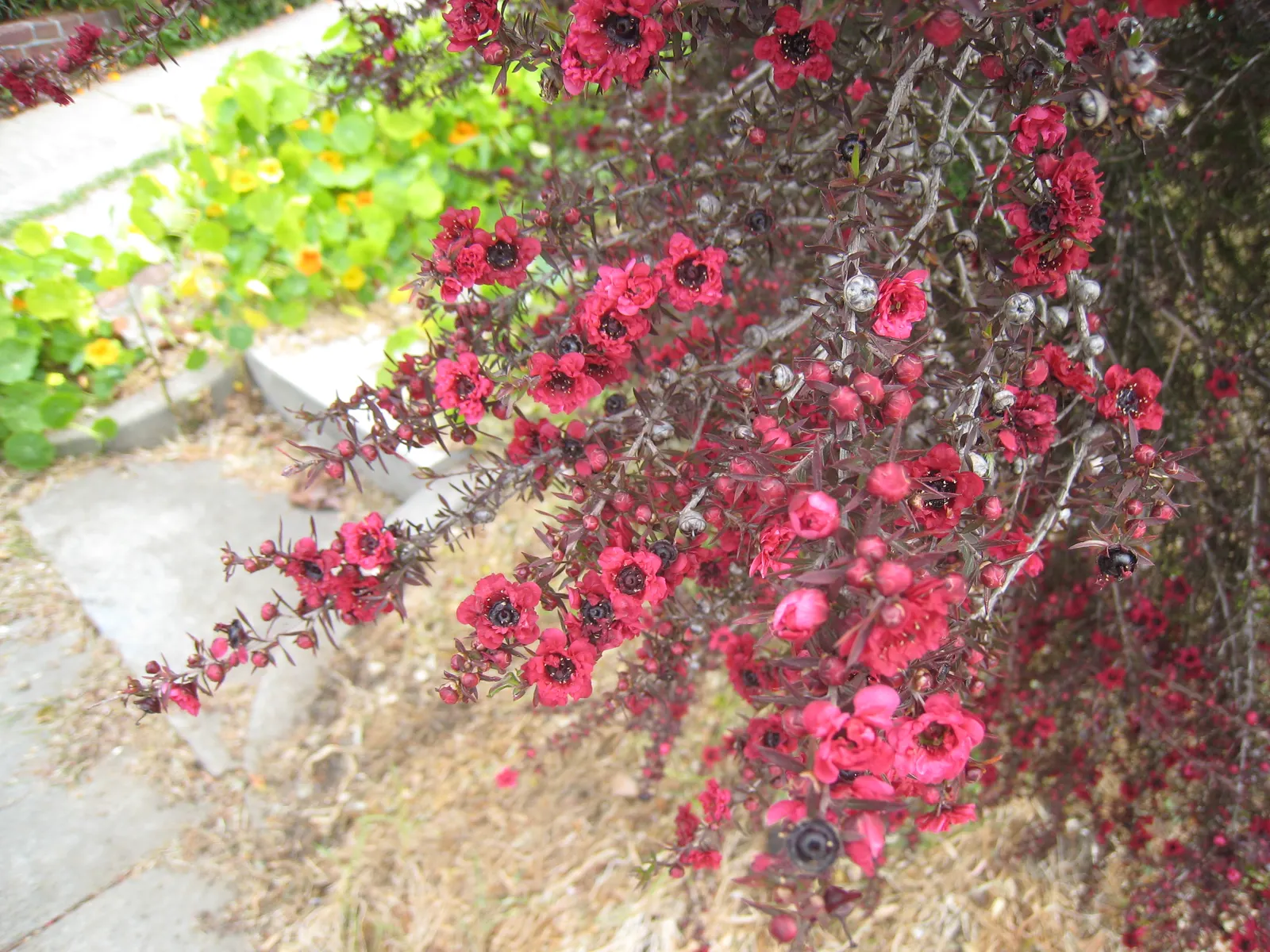 New Zealand Tea Tree, Manuka (Leptospermum Scoparium) — enabling it to serve as a stunning focal point or an elegant privacy screen