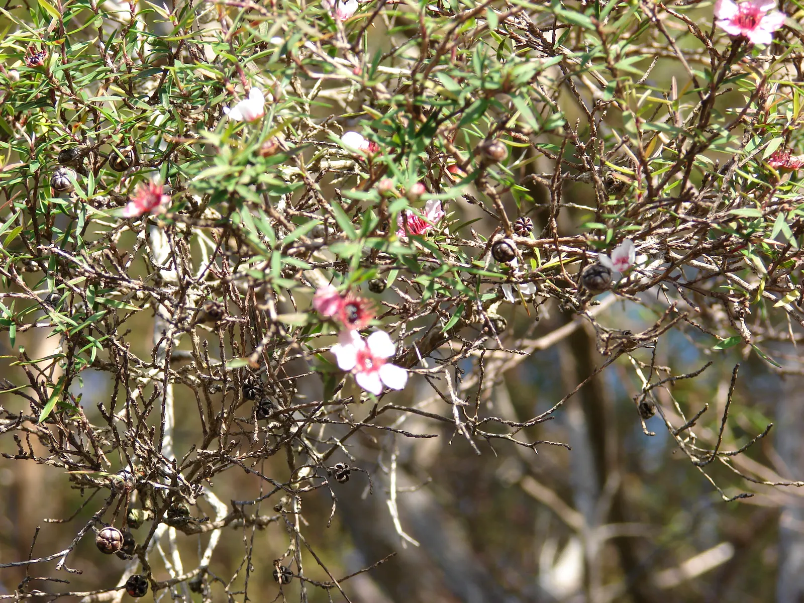 New Zealand Tea Tree, Manuka (Leptospermum Scoparium) — which often draws pollinators to the garden.<br><br>Adaptable to a range of soil types, image 83