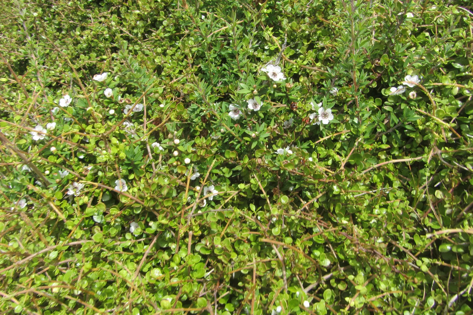 New Zealand Tea Tree, Manuka (Leptospermum Scoparium) — though regular watering during dry spells promotes optimal health and flowering