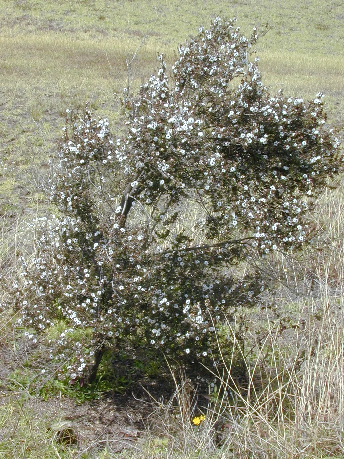 New Zealand Tea Tree, Manuka (Leptospermum Scoparium) — known scientifically as Leptospermum scoparium and colloquially as Manuka; shrub for full, image 53