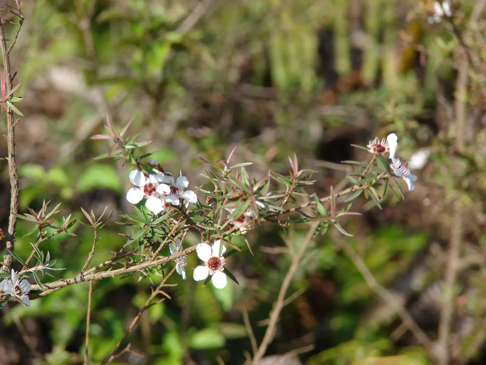 New Zealand Tea Tree, Manuka (Leptospermum Scoparium) — Ideal for hedges or as a specimen; it boasts dense, needle-like leaves and spring blossoms in white or