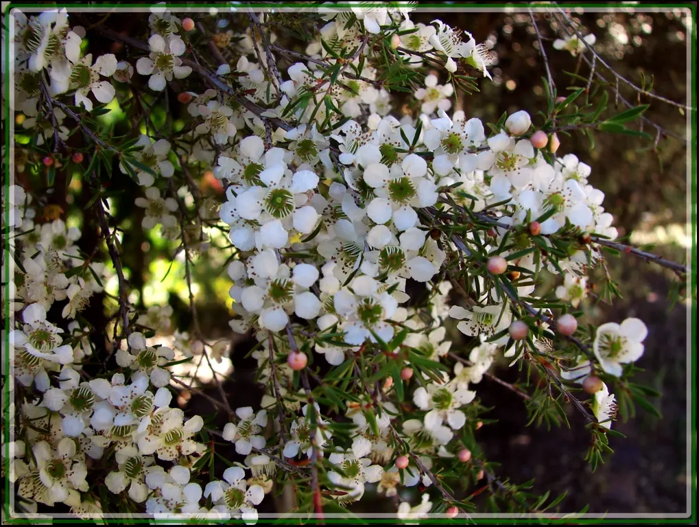 New Zealand Tea Tree, Manuka (Leptospermum Scoparium) — this tea tree requires minimal water once established and adds a distinct; needle-like foliage and a