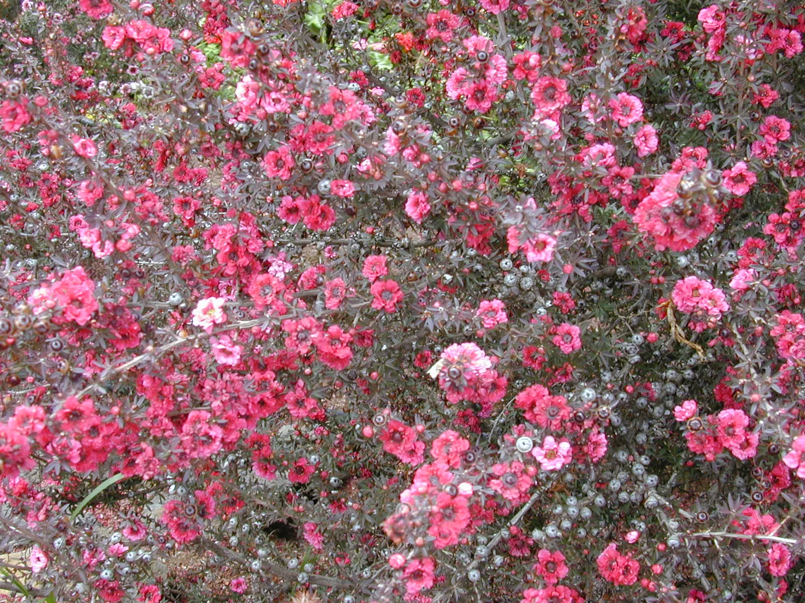 New Zealand Tea Tree, Manuka (Leptospermum Scoparium) — though it can tolerate partial shade; the Tea Tree is drought-tolerant, image 62