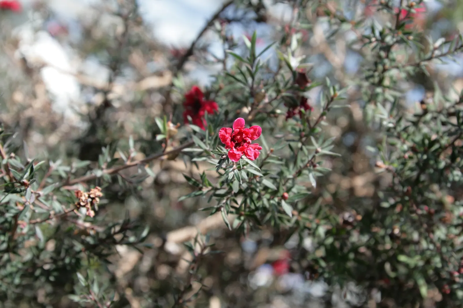 New Zealand Tea Tree, Manuka (Leptospermum Scoparium) — Ideal for hedges or as a specimen; it boasts dense, needle-like leaves and spring blossoms, image 73