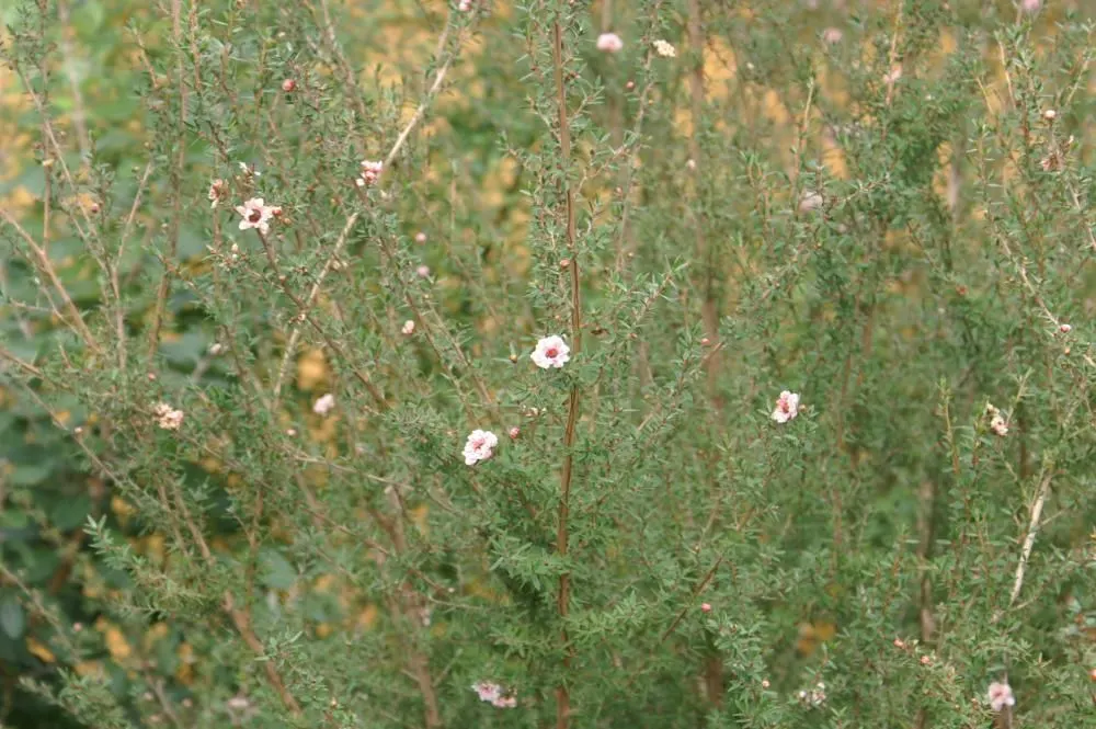 New Zealand Tea Tree, Manuka (Leptospermum Scoparium) — Manuka does prefer well-draining ground and thrives in full sunlight; <br><br>Manuka, image 84