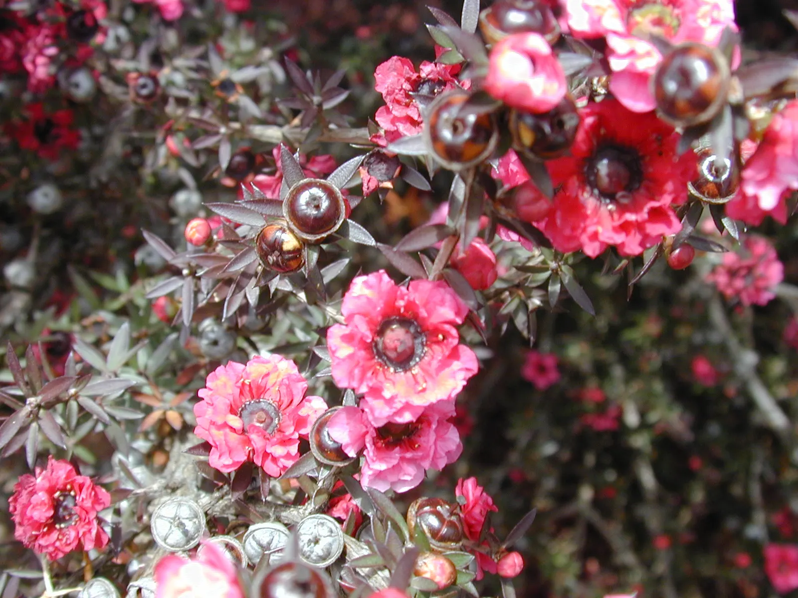 New Zealand Tea Tree, Manuka (Leptospermum Scoparium) — durable presence to landscapes; though it can tolerate partial shade, image 52