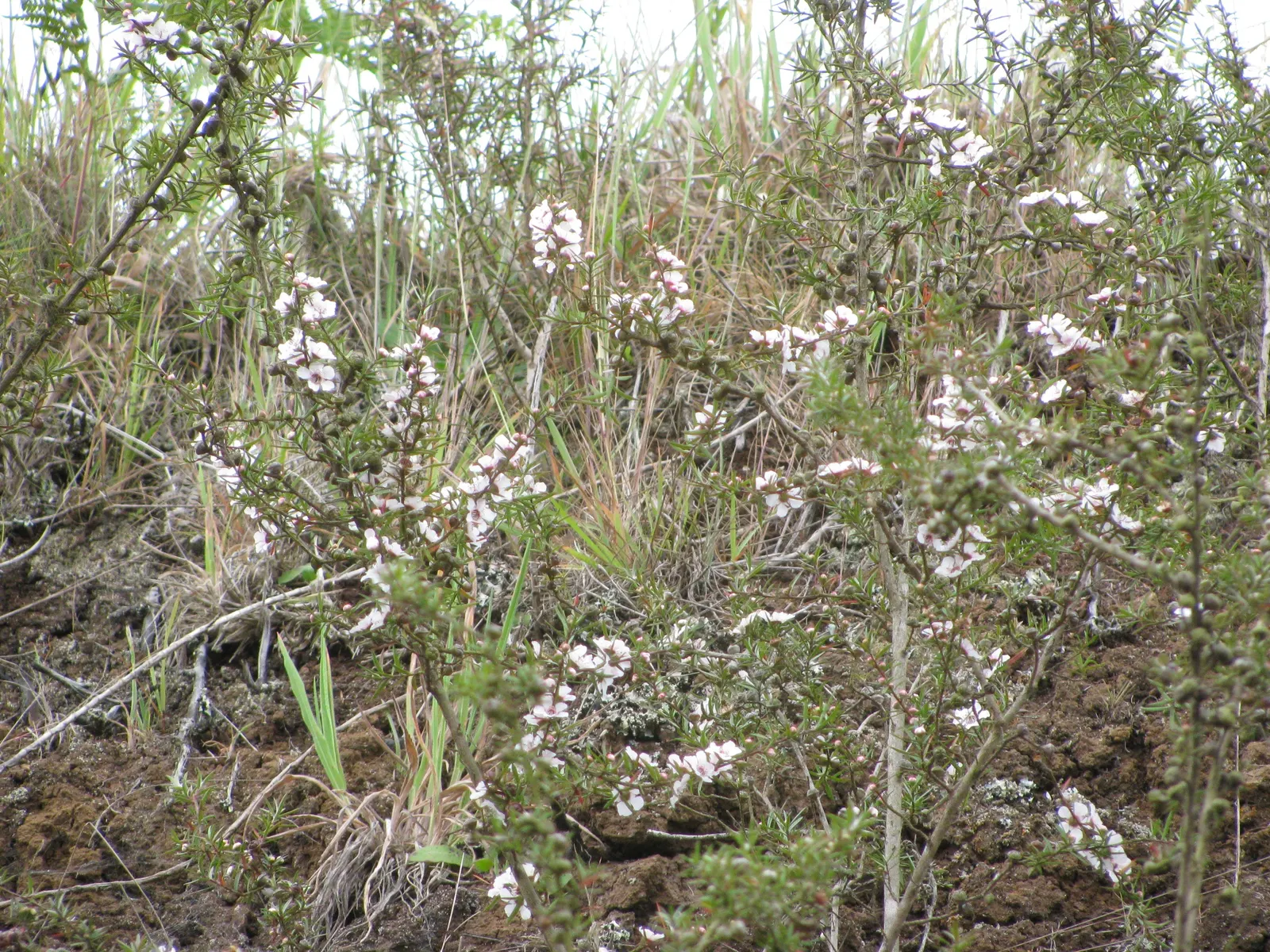 New Zealand Tea Tree, Manuka (Leptospermum Scoparium) — consider its eventual size and seasonal requirements