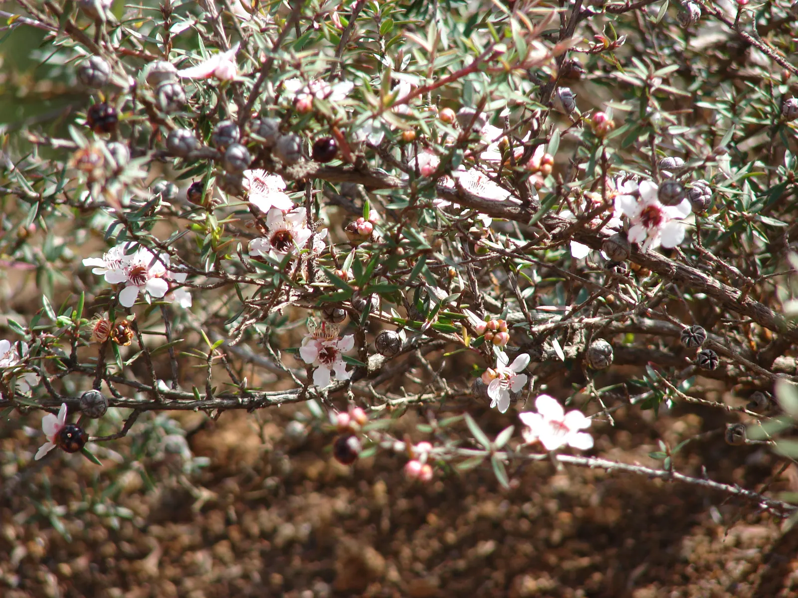 New Zealand Tea Tree, Manuka (Leptospermum Scoparium) — which often draws pollinators to the garden.<br><br>Adaptable to a range of soil types, image 60