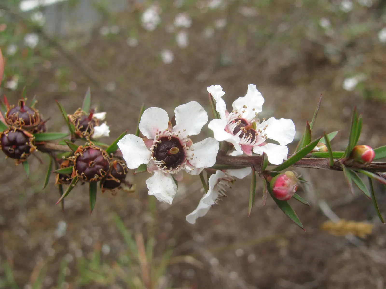 New Zealand Tea Tree, Manuka (Leptospermum Scoparium) — The plant's blossoms appear in late spring and early summer, image 81
