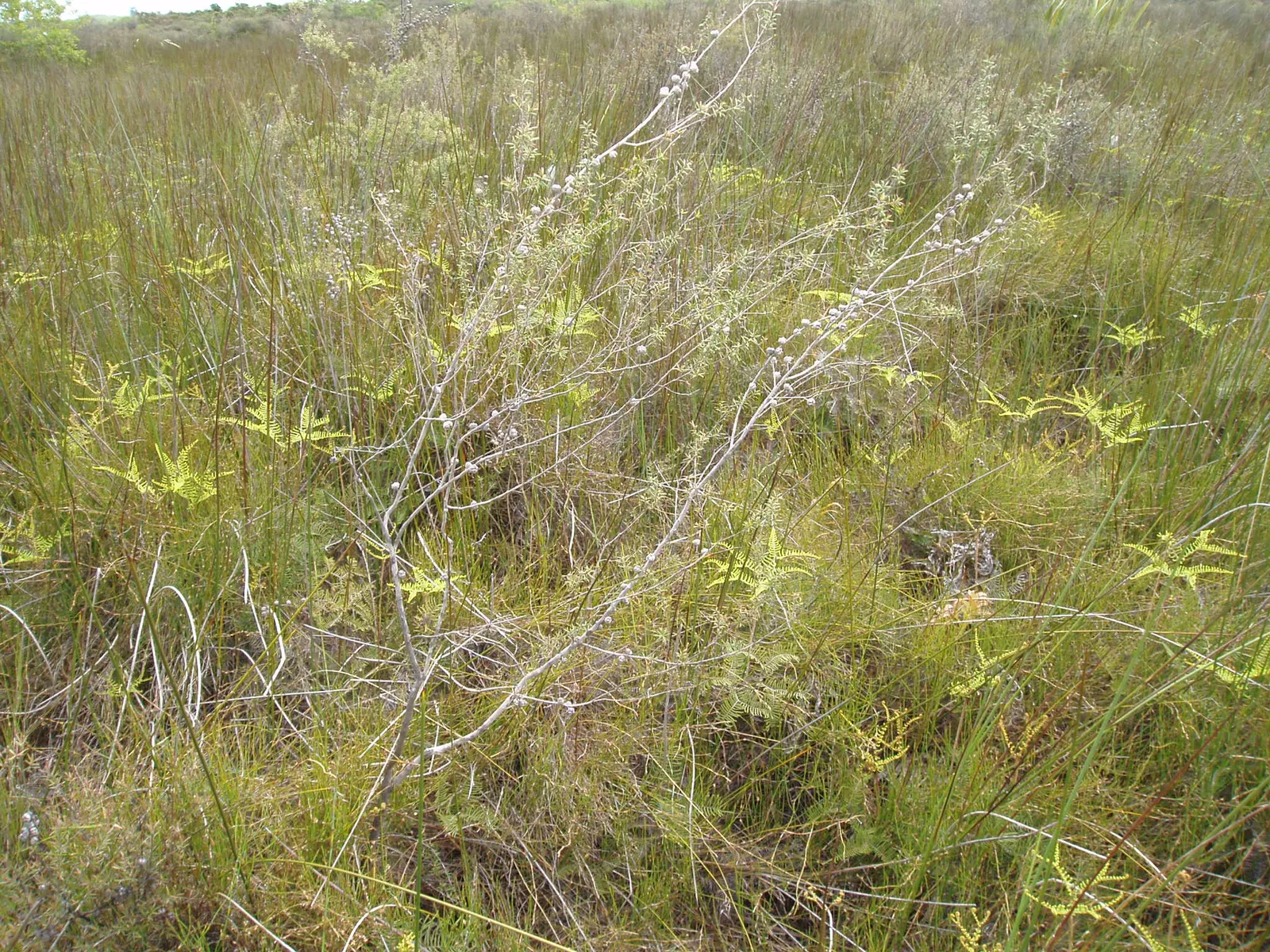 New Zealand Tea Tree, Manuka (Leptospermum Scoparium) — It boasts dense, needle-like leaves and spring blossoms in white or pink; enabling it to, image 71