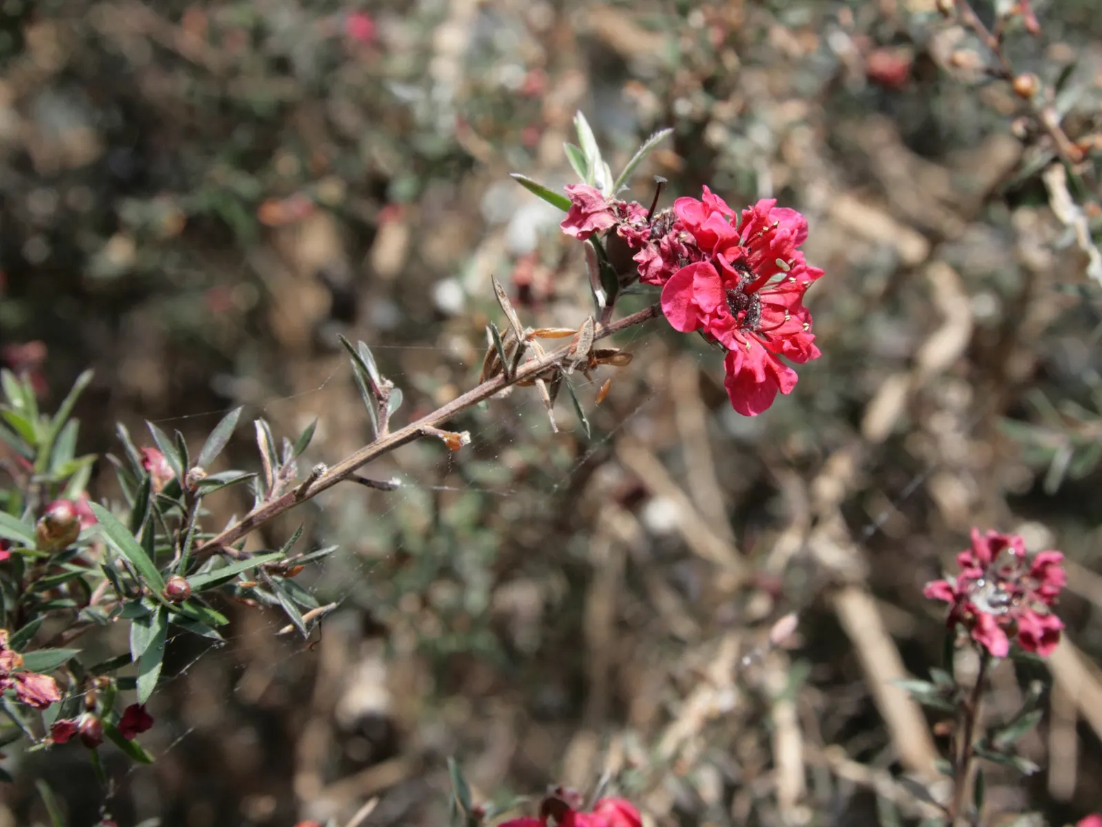 New Zealand Tea Tree, Manuka (Leptospermum Scoparium) — shrub for full or half
