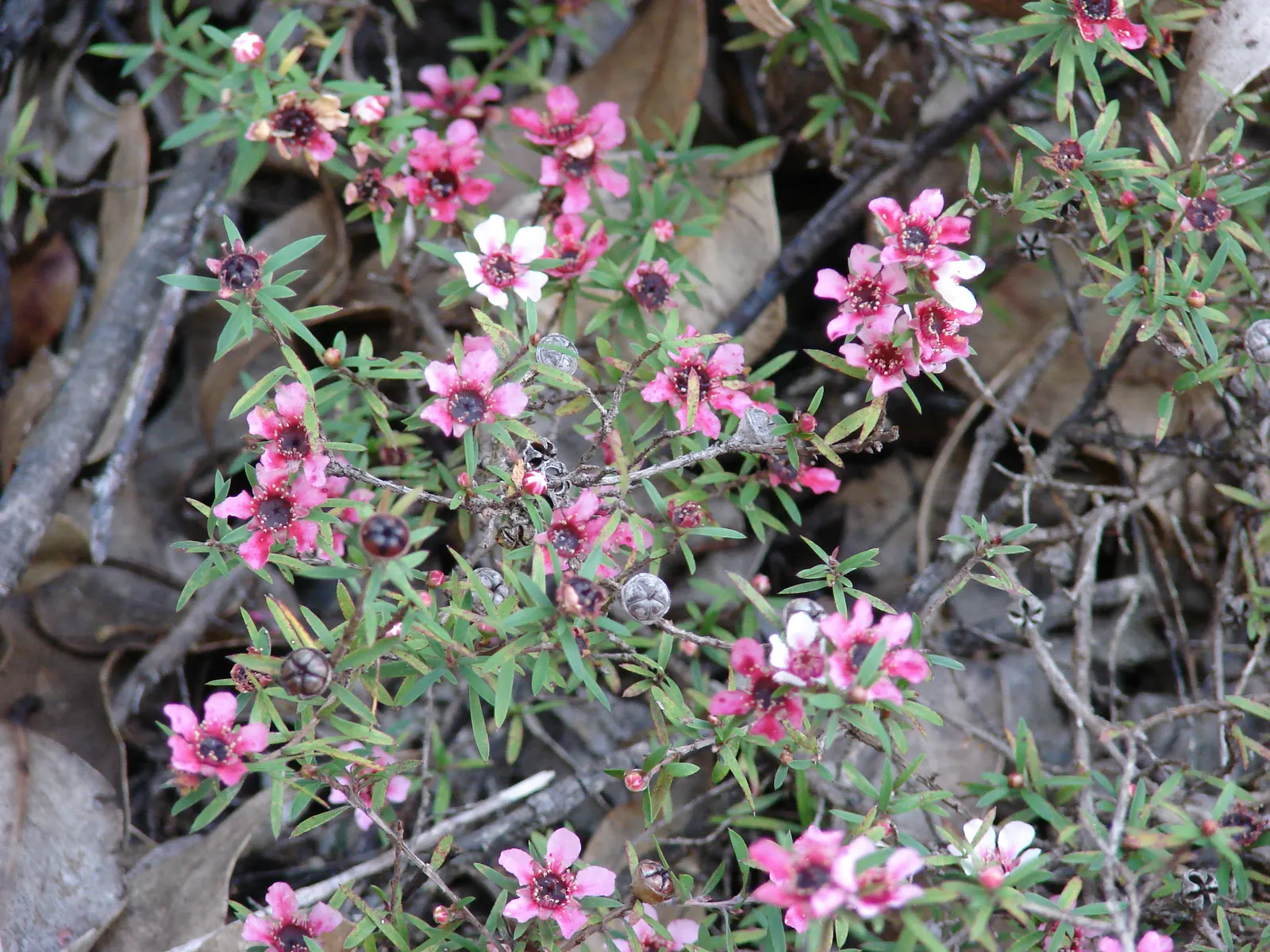 New Zealand Tea Tree, Manuka (Leptospermum Scoparium) — showcasing a palette of white