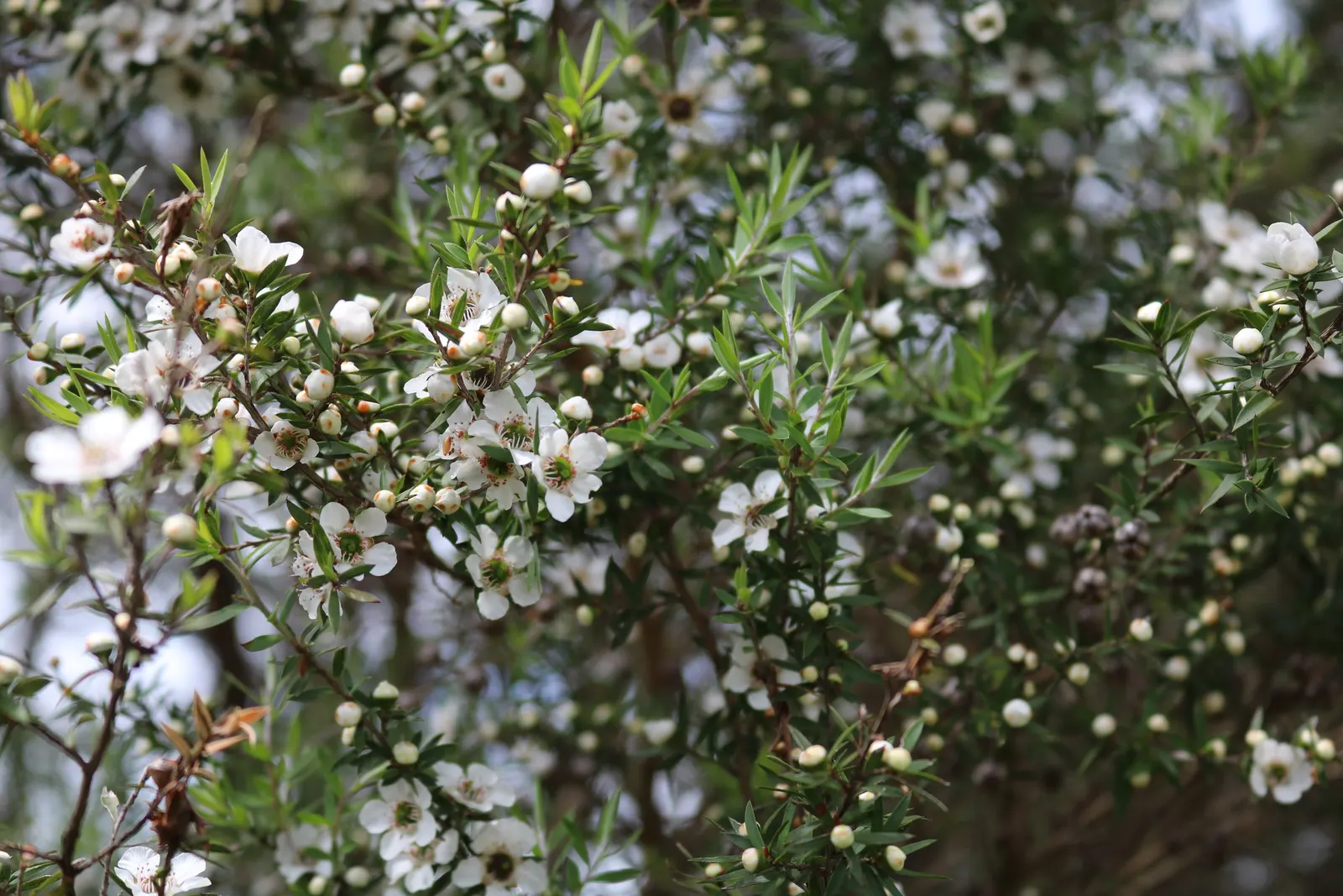 New Zealand Tea Tree, Manuka (Leptospermum Scoparium) — ensuring enough space for mature growth and ample light for a vibrant show of flowers every year